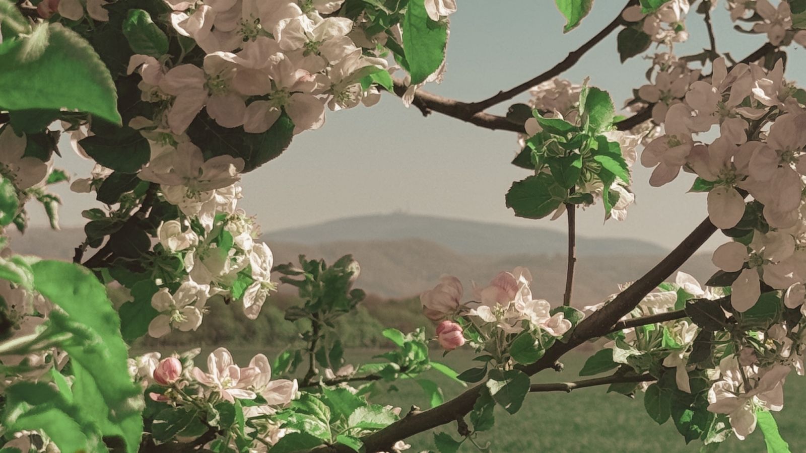 Apfelblüten mit Blick auf den Brocken im Harz